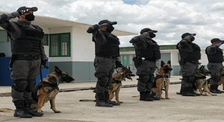 18 elementos de la Unidad Canina mantienen el orden en cárceles del Edomex