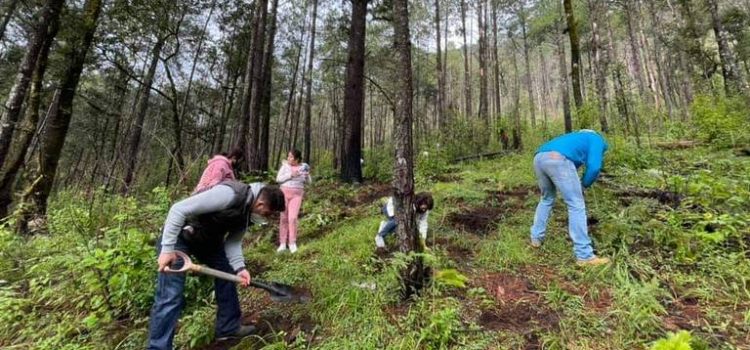 Anuncian campaña masiva de reforestación en Valle de Bravo