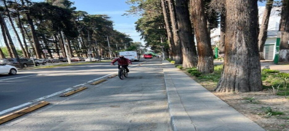 Intervendrán el 1.3% del arbolado de Paseo Colón en Toluca
